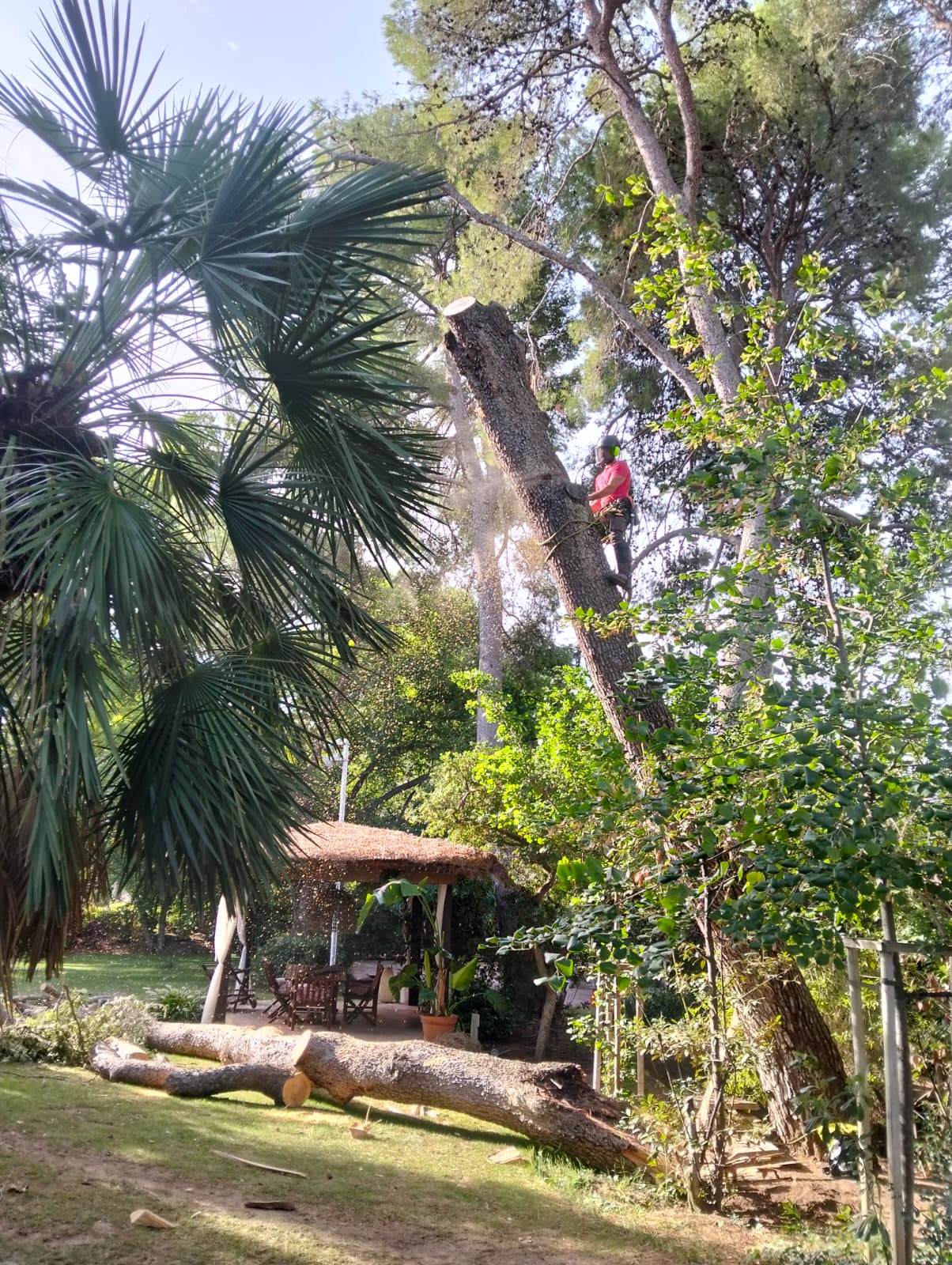 poda en altura
